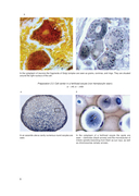 Histology, Cytology, Embryology. Atlas of practice preparations — фото, картинка — 8