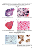 Histology, Cytology, Embryology. Atlas of practice preparations — фото, картинка — 9