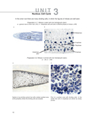 Histology, Cytology, Embryology. Atlas of practice preparations — фото, картинка — 10