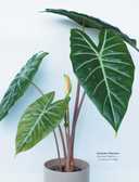 Секреты комнатных джунглей. О чем молчат растения и как понять, что им нужно на самом деле — фото, картинка — 12