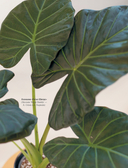 Секреты комнатных джунглей. О чем молчат растения и как понять, что им нужно на самом деле — фото, картинка — 15