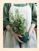 Секреты комнатных джунглей. О чем молчат растения и как понять, что им нужно на самом деле — фото, картинка — 6