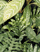 Секреты комнатных джунглей. О чем молчат растения и как понять, что им нужно на самом деле — фото, картинка — 9