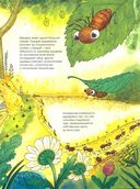 Необычный мир насекомых — фото, картинка — 3